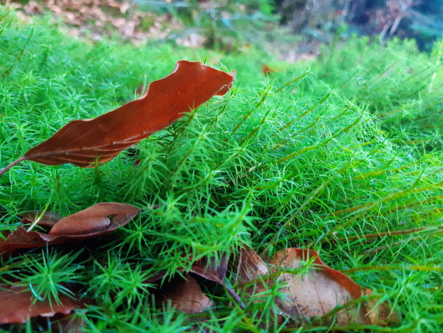 Végétal mousseux vert intense