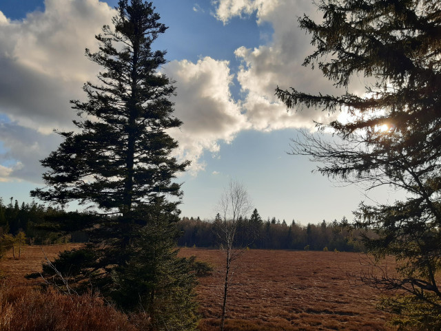 Une zone plate recouverte de végétation qui fait un peu chaume couleur rousse, ligne de sapins au fond et 2 au premier plan. Ciel bleu, quelques nuages
