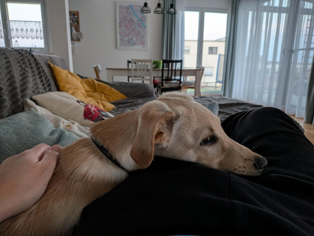 Knut resting his light brown puppy head on my lap. We are NOT lying on our couch!