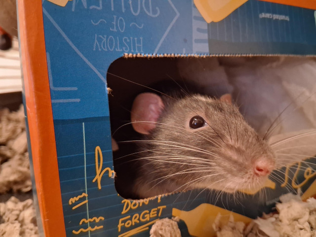 
cute pet rat peeking out of a tissue box, whiskers spread wide