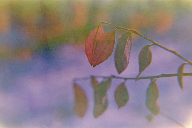 Two little red leaves in focus on a branch with many leaves. Other leaves are out of focus. The background is snow.