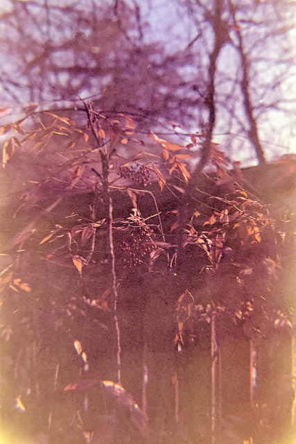 A little tree with leaves made golden by the sun and little red fruits