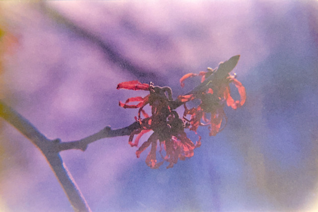Red witch hazel