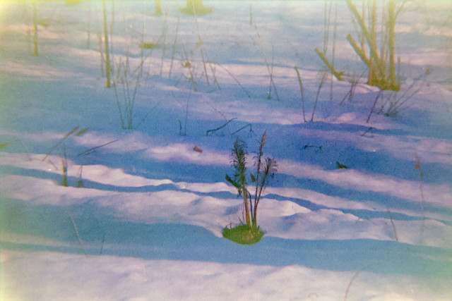 Ostrich fern in the snow, in the midst of stripes created by shadows of trees