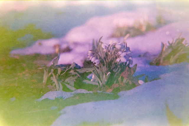 Snow drops growing out of dirt next to patches of snow