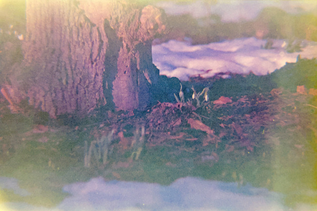 Snow drops by the bottom of a big tree