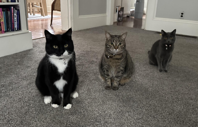 Three of our five cats, Laszlo, Winnie, and Waffles line up and stare at the camera. 