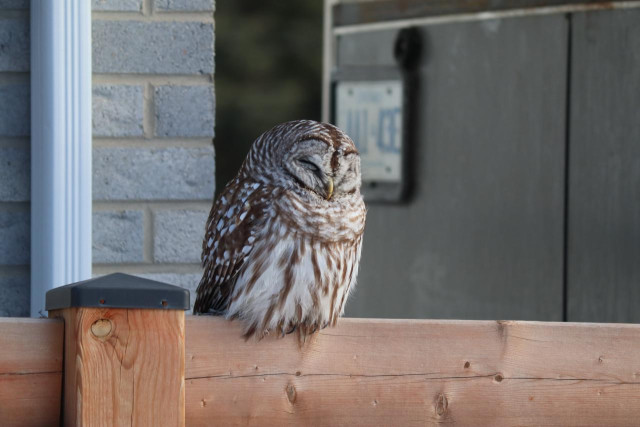Picture of a Barred Owl sitting on a fence resting.