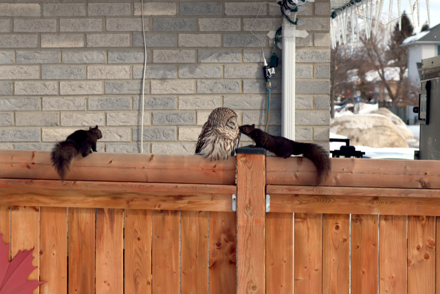 A picture of two squirrels on a fence with an owl. One squirrel is actually sniffing the owl at zero distance!