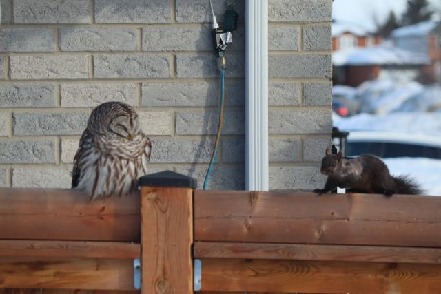 Picture of a squirrel with dubious logic skills approaching an owl on a fence!