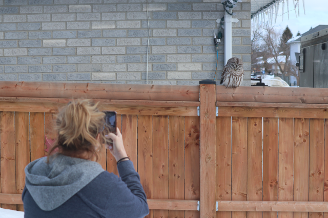 Picture of a lady holding her phone up to try and take a picture of an owl sitting on a fence nearby.