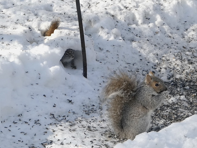 Beneath a black metal birdfeeder post, a Red Squirrel has built a fort that is slowly getting smaller as there have been a lot of shenanigans going on. She sits it in with her face looking out and her reddish tail sticking up and out of the back of the fort. She is intently watching a Gray Squirrel eat (her) sunflower seeds.