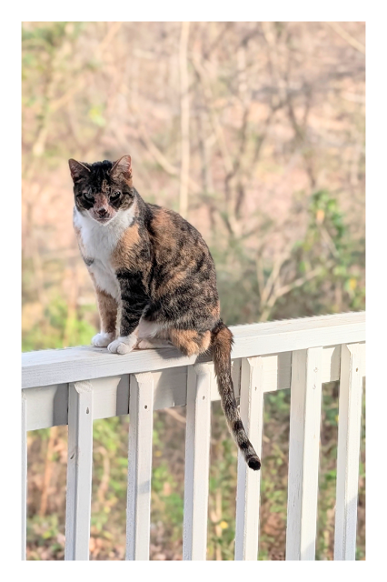 calico cat sitting on a white wooden porch railing, tail hanging below. making eye contact. the background is woods with mostly bare-limbed tree and brown leaves with green leaves seen on some climbing vines.