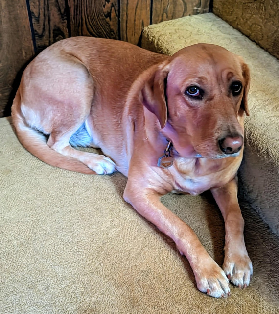 Summer is listening to me rant while she is lying on the carpet at the bottom of the stairs. She is looking to the side. 