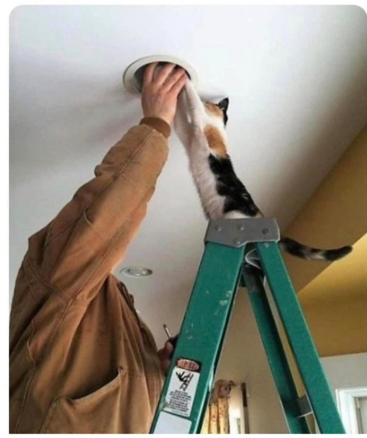 Photo of a calico cat on top of a folding ladder with its  paws inside a rececced light fixture. Looks like the cat is working with the man standing on  the same ladder, whose hand is inside the opening as well.
