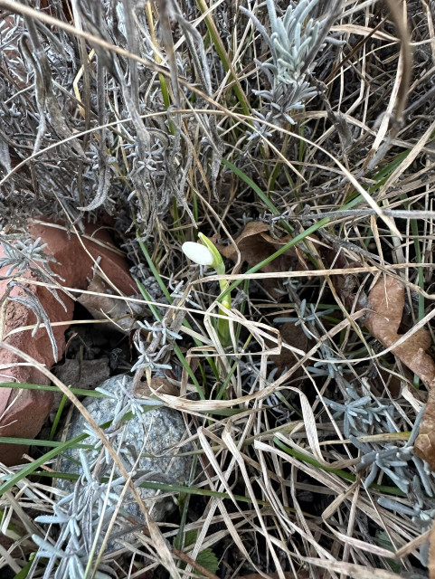 En snödroppe kikar upp ur en vinterrabatt