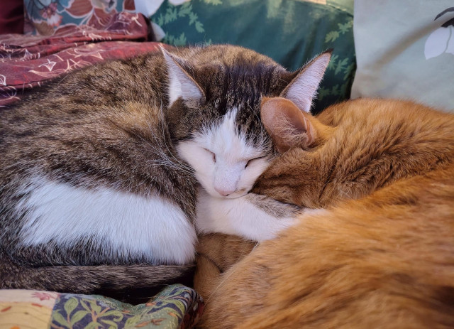 A very cute photo of two cats napping, snuggled together. Their upper bodies and a bit of legs and tails are in frame, but the centre focus is on a white and brown classic tabby cat, his eyes closed and ears floppy, one front leg thrown across the front legs of a ginger tabby cat. This cat is mostly his flank and slivers of leg, as he's tucked his entire little face under the chin of the brown tabby, hidden from the world and all its woes within the neck fluff of his little brother. The naps, they are exquisite. In the background, framing them, bits of colourful gem coloured bedding.