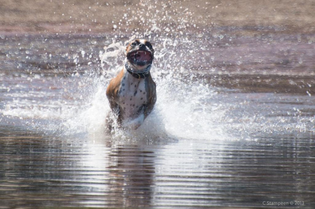 A dog is running through water towards us, surrounded by a halo of water it's splashing. The breed is one, judging by its big mouth and teeth, which could be perceived of as scary by some, but the evident joy of running through the water on the beach on a glorious day negates the look of those teeth.  It's a happy world when the dogs are happy.