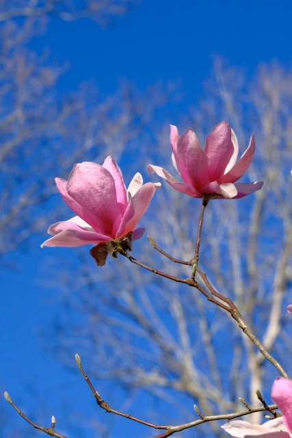 Closeup of two pink blossoms of Japanese magnolia