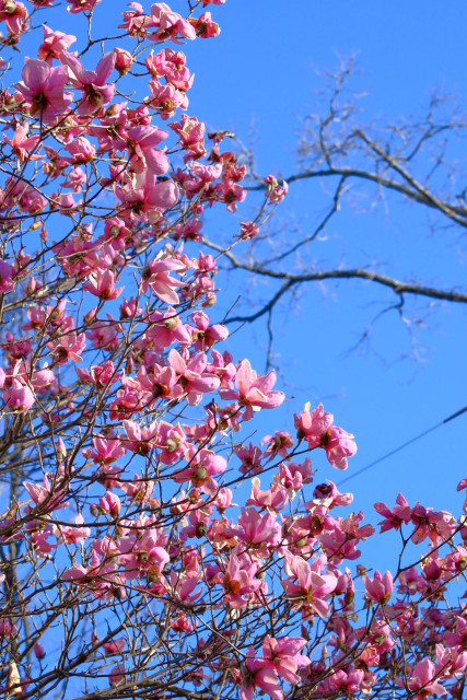 A bunch of pink Japanese magnolia blossoms against the blue sky