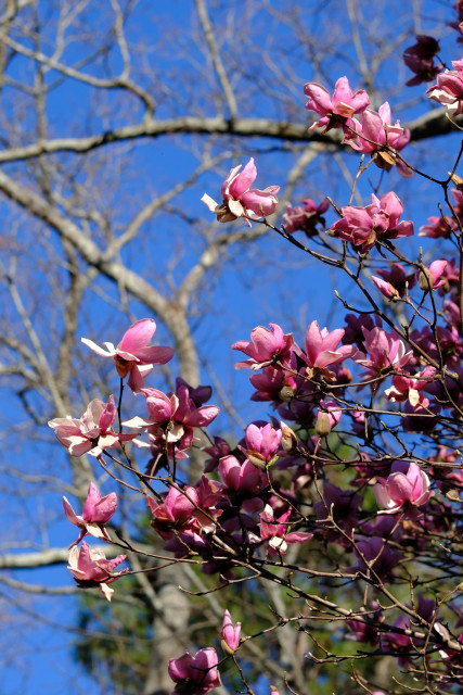 Another bunch of pink Japanese magnolia blossoms against the blue sky