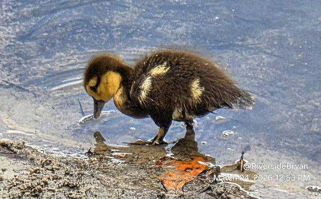 A fluffy, brown duckling with a yellow face and black beak stands in shallow water at the edge of the shore, looking down towards the water and the edge of the brown shoreline with an orange leaf visible. The duckling is near the edge of the muddy water. The water is a pale blue color.