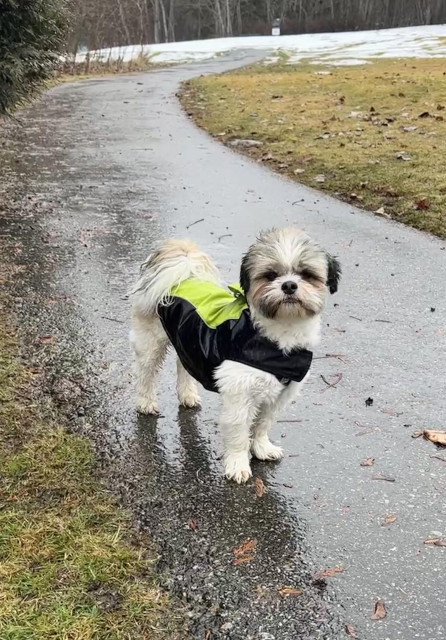 Oliver the Shih Tzu is standing on a paved path. It is raining and he is quite wet, but his green and black jacket is helping to keep his body dry. 