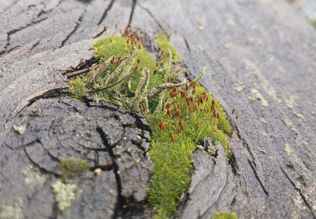 Some funky wet moss on a railing in Issaquah 