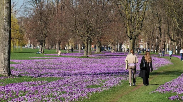 Düsseldorf blüht auf: Das "Blaue Band" taucht den Rheinpark wieder in ein Blütenmeer 