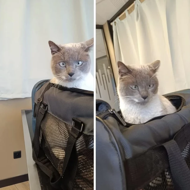 Photo of cat, possibly a lilac Burmese found in Anthony France. 
There are two photos in one pic of the same cat,  Cat is sitting up in a bag or perhaps fabric pet carrier. The head and a bit of the top is showing above the bag opening. Greyish head fur with white fur on body. Pet carrier in either black or very dark grey. Sorry for bad description.

Photo sourced from this reddit post https://www.reddit.com/r/newzealand/comments/1rm8cnc/nz_pussy_found_in_france/ 