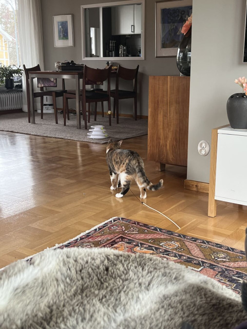 Sköldpaddsfärgad katt går iväg med ett lekspö i munnen för att undersöka ljud nedifrån.