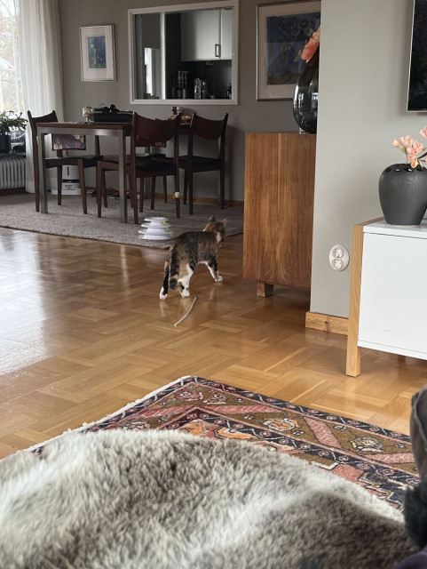 Sköldpaddsfärgad katt går iväg med ett lekspö i munnen för att undersöka ljud nedifrån. Har snart rundat hörnet med sitt spö.