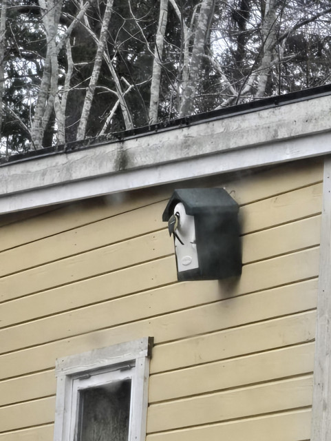 foto: en talgoxe tittat in i en fågelholk på un husvägg