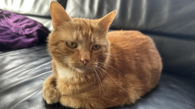 George the cat on the couch