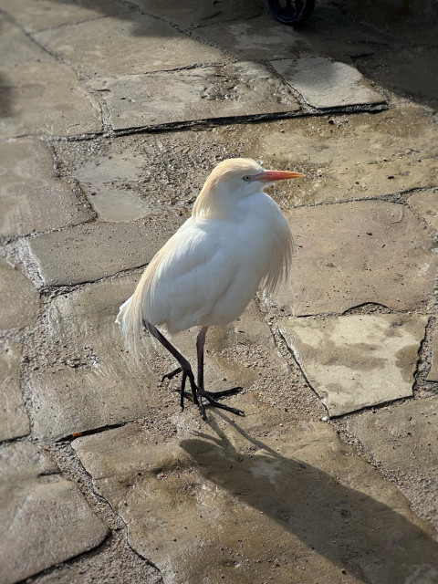 En vit häger med orange näbb och ljust persikofärgade plymer på hjässan, bröstet och gumpen går på fuktig sandsten.