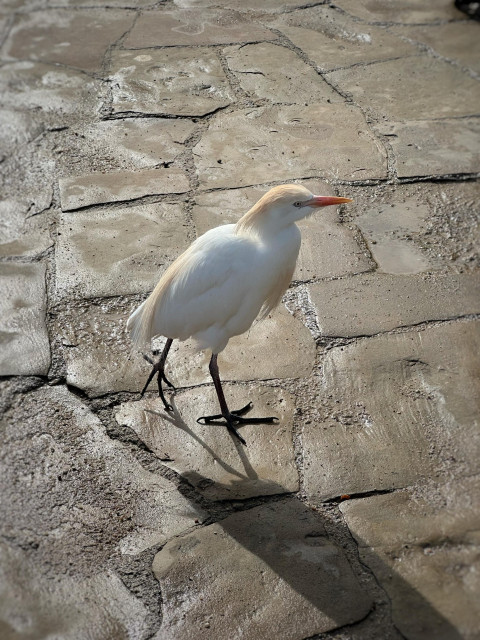 En vit häger med orange näbb och ljust persikofärgade plymer på hjässan, bröstet och gumpen går på fuktig sandsten.