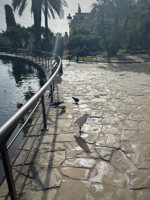 En vit häger med orange näbb och ljust persikofärgade plymer på hjässan, bröstet och gumpen går står fuktig sandsten. Bredvid andra fåglar bredvid en damm i en park.