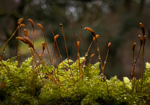 The intricate world of moss sporophytes emerging from a lush, green moss bed. Small, glistening water droplets cling to the stalks and the moss leaves.