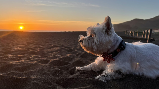 A westie laying in profile on the beach with the sun setting over the sea behind her