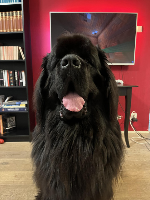 Odin the Newfie proud of his innovative flu cure 