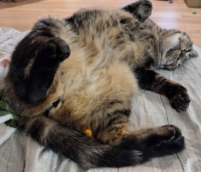 its babka, laying on his back, and twisted about, hind legs are closest to the camera, one is against the bed, the other is in the air with curled toes. his big soft belly which is much lighter than the rest of him on full display, asking for pets. careful this pet may be your last if he so chooses.

also his head is upside down and ears smooshed.