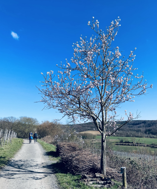 Blauer Frühlingshimmel, Kirschbaum mit ersten Blüten und zwei Personen auf einem Wanderweg. 