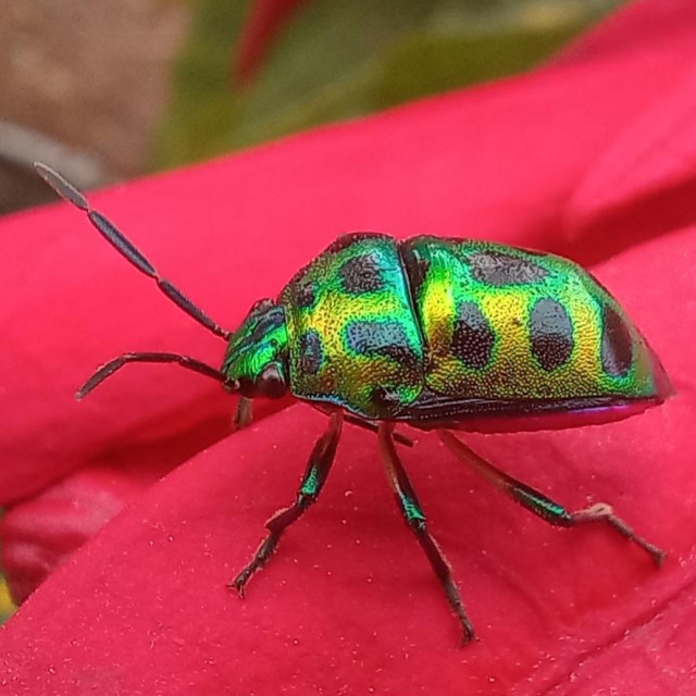 A side top view of stunnning metallic green bug with black spots.  The green varies from turquoise to yellow green. The bug has a chitin like back similar to beetles (and this bug is often mistaken a a beetle) .

3 legs are visible , all black, while the mid joint is reflecting the green or is green. 

A pair of Black segmented antenna is also seen. 

The bug is positioned with head facing left. Its head with darkk bugged out eyes.  The background is a bright vermilion red, the bracts of the poinsettia plant.

The bug is called is Lychee shield bug while it's binomial name is Chrysocoris stollii