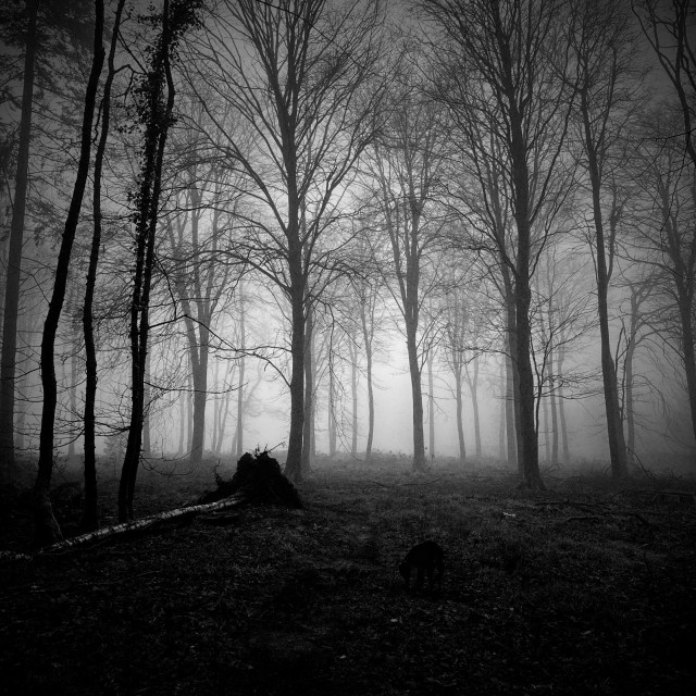 A forest on a cold and misty morn.  Tall trees reach to the sky, their bare branches fill the upper part of the image. In the foreground is a tree that has fallen and by that a small black dog sniffs the ground. 