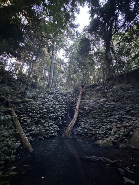 A fern covered, trickling waterfall leading to a pool with fallen trees within a dark rain forest.
