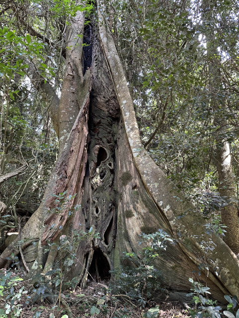 A split open strangler fig tree revealing the decomposing inner tree.