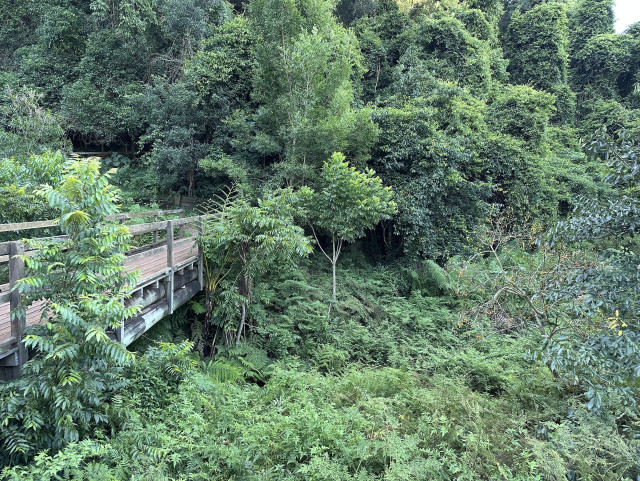A lush, vivid green outlook towards a hillside of trees over a gully of ferns. A foot bridge stretches away towards the hill.