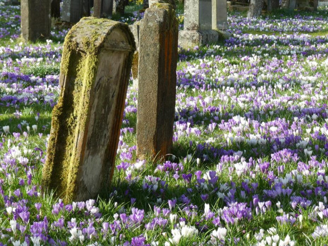 An old British graveyard, a grassy space with irregular rows of mossy worn listing headstones. The grass is covered with a dense carpet of white and purple crocuses.