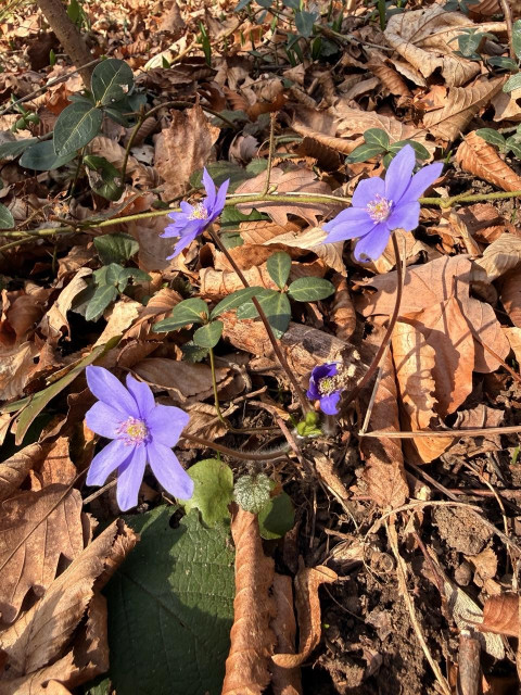 flowers coming out from bed of dry leaves