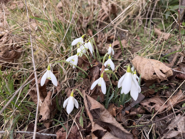 A macro photo of snowdrops amid last year’s leaves and a few fresh blades of grass 